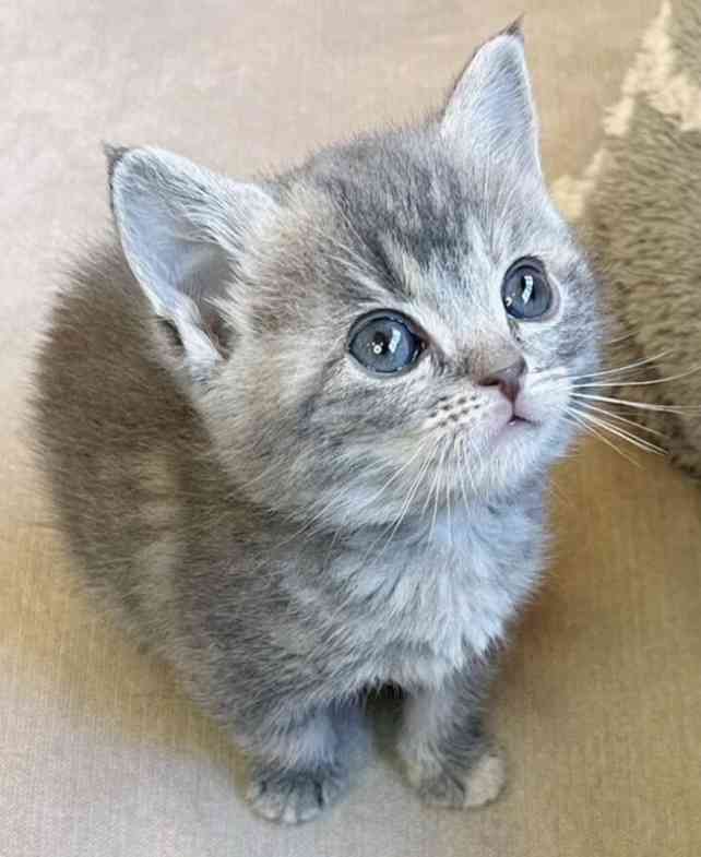 自分を動物に例えるなら?
