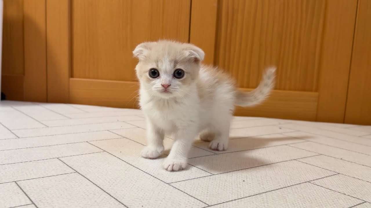 自分を動物に例えるなら?