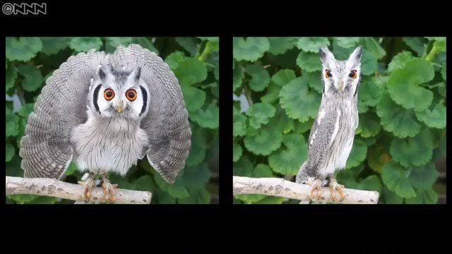 自分を動物に例えるなら?