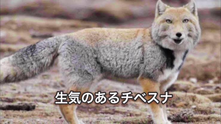 自分を動物に例えるなら?