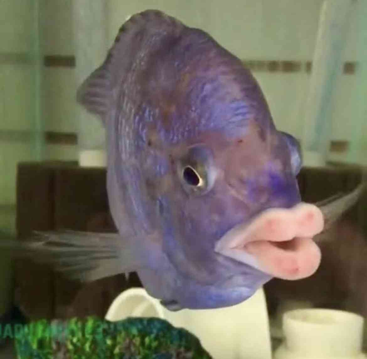 自分を動物に例えるなら?