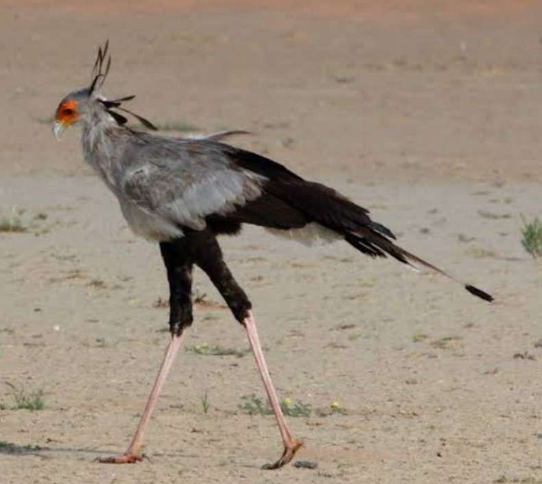 まつげパーマってどう？
