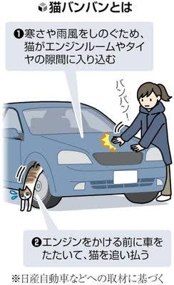 ネコの交通事故が多いのはなぜ？ネコちゃんの習性に迫る
