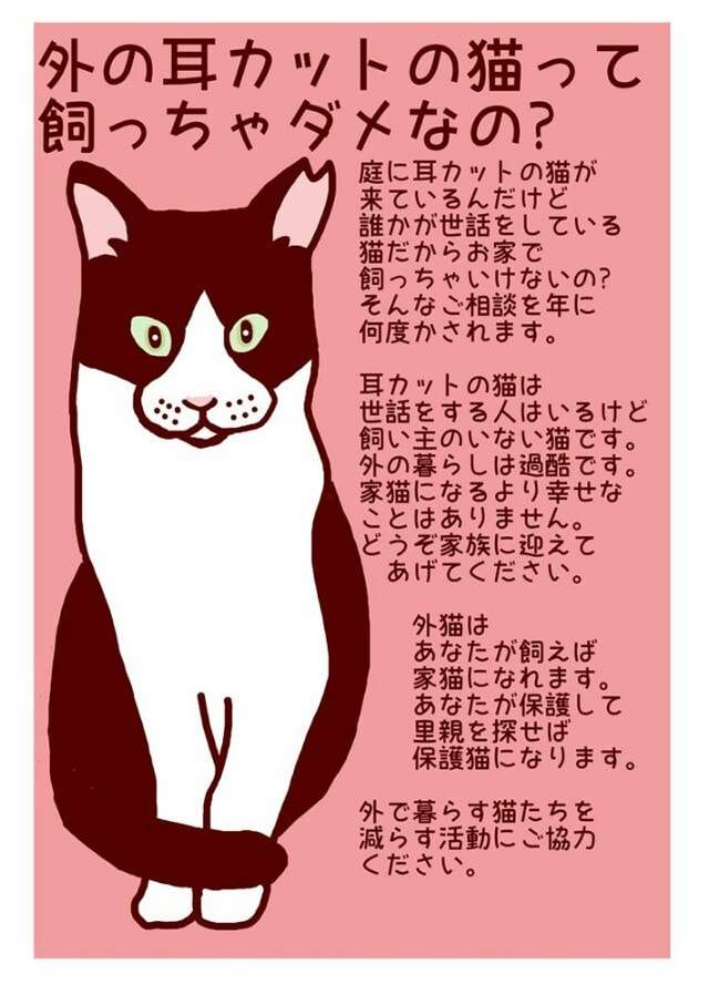 ネコの交通事故が多いのはなぜ？ネコちゃんの習性に迫る