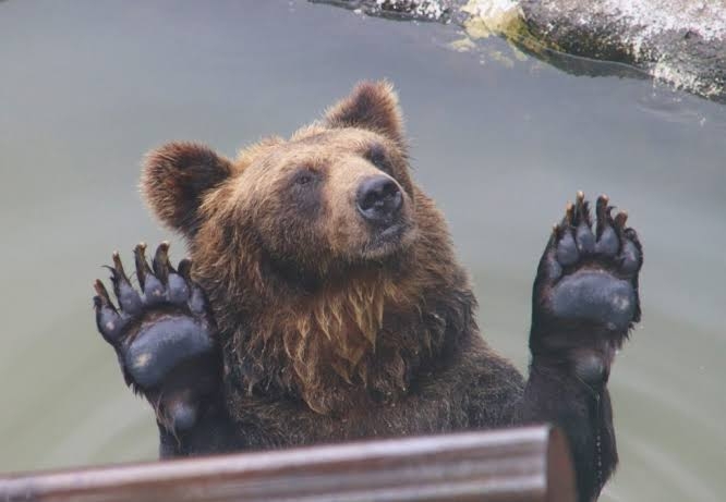 牛襲うヒグマ「OSO18」の写真公開 遺伝子検査で特定 北海道