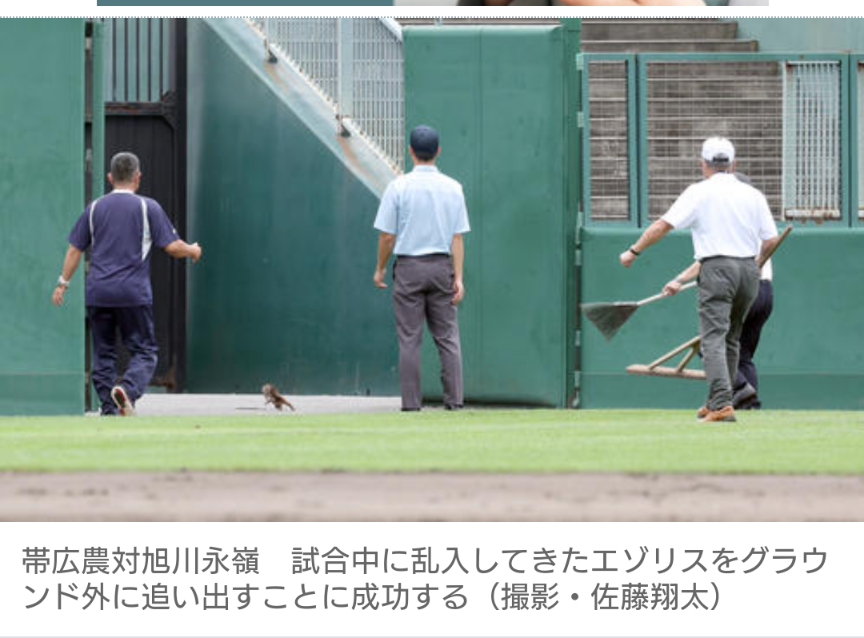グラウンドに思わぬ珍客!リスの登場に試合一時中断 選手らは一度ベンチへ/北北海道