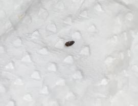 北海道から関東に引っ越し、Gが怖い