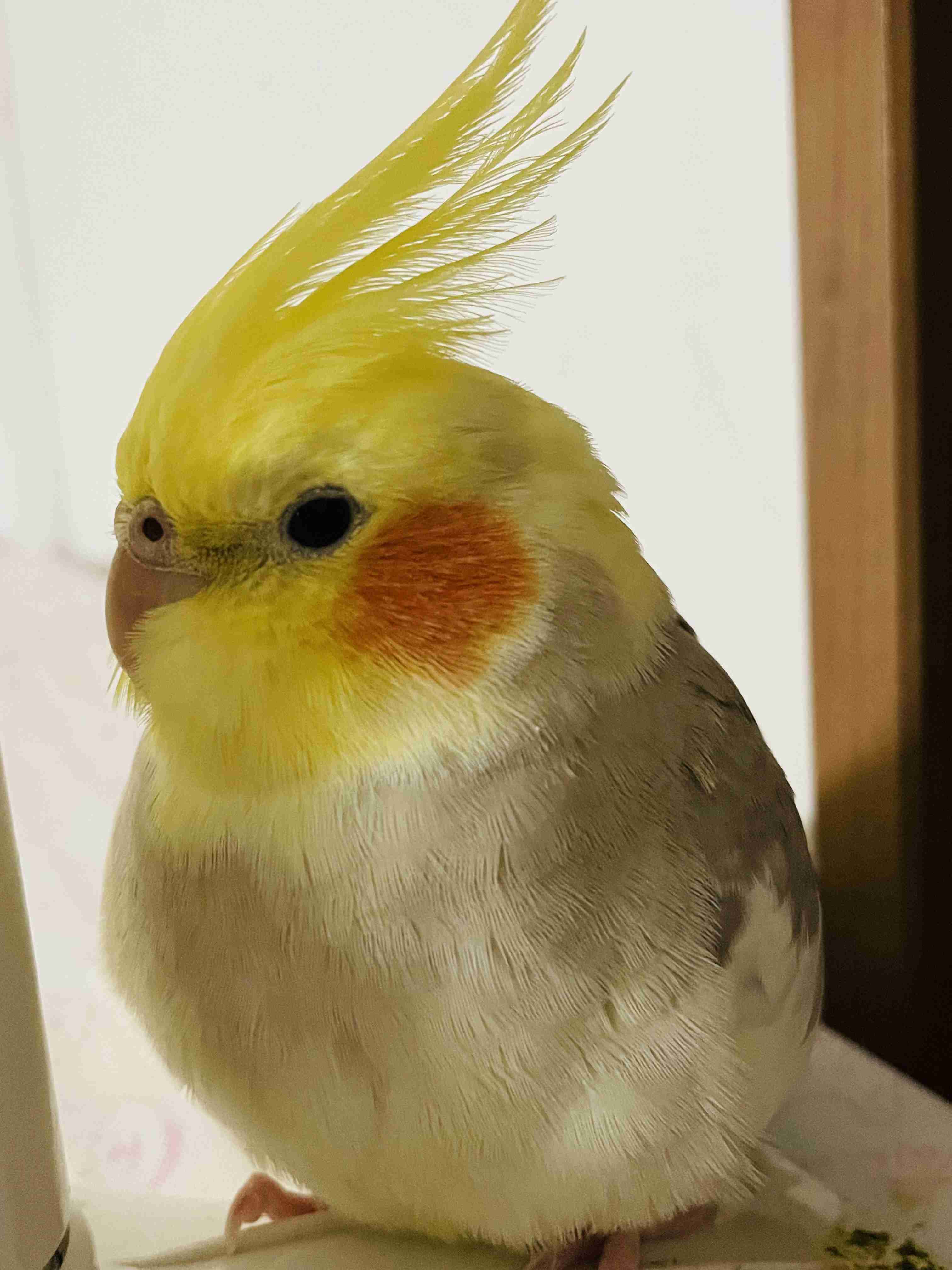 ペットの可愛い癖や不思議なところ【犬猫鳥ハムスター】
