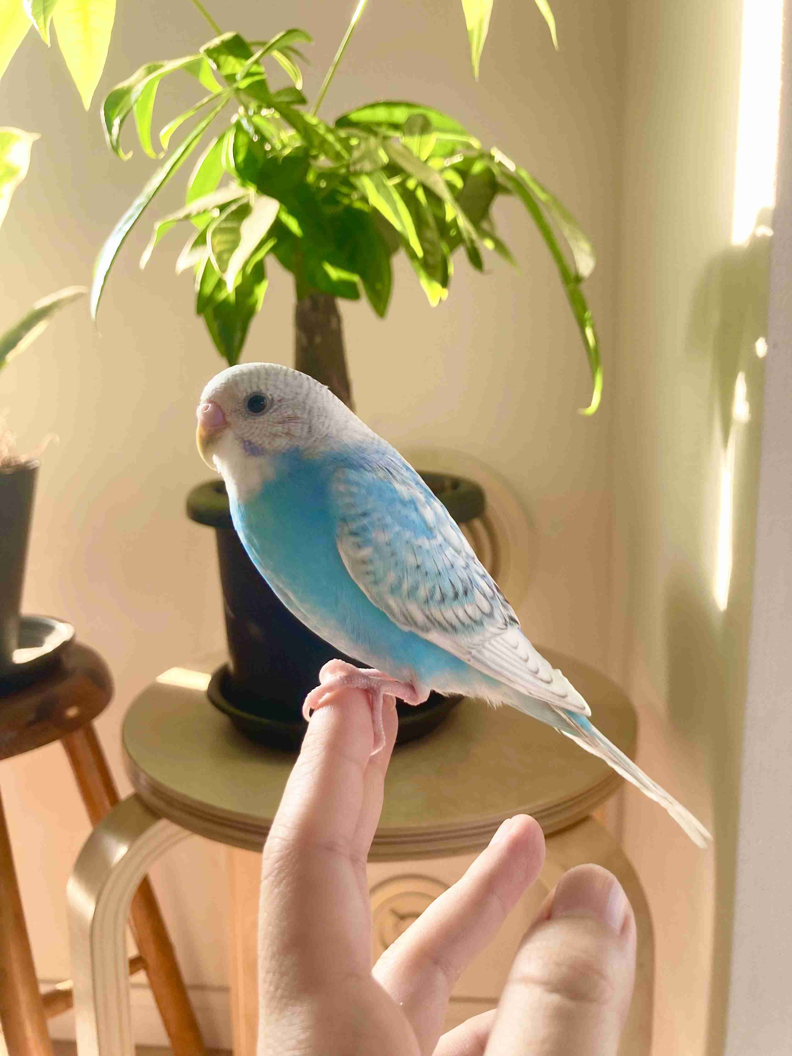 ペットの可愛い癖や不思議なところ【犬猫鳥ハムスター】