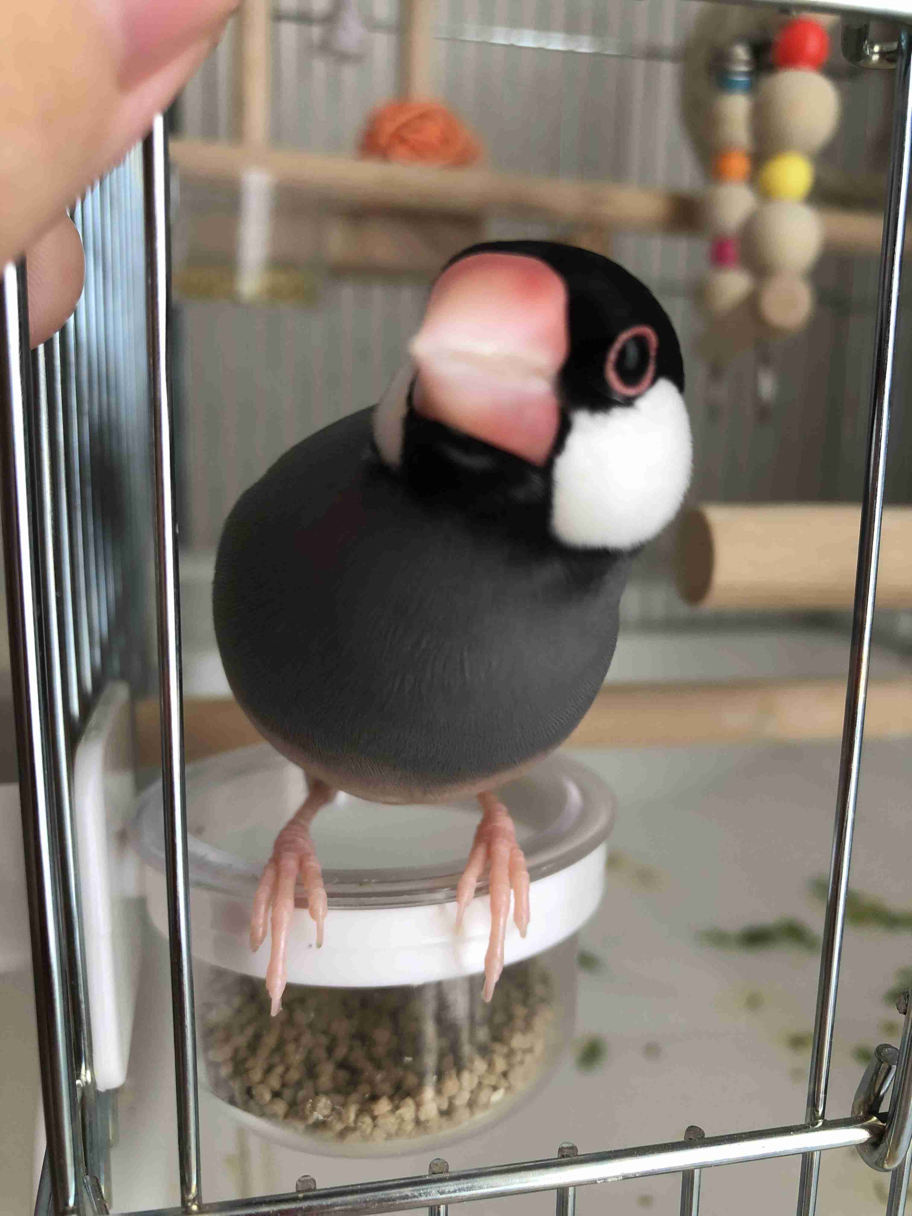 ペットの可愛い癖や不思議なところ【犬猫鳥ハムスター】