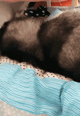 犬の性格と飼っている環境