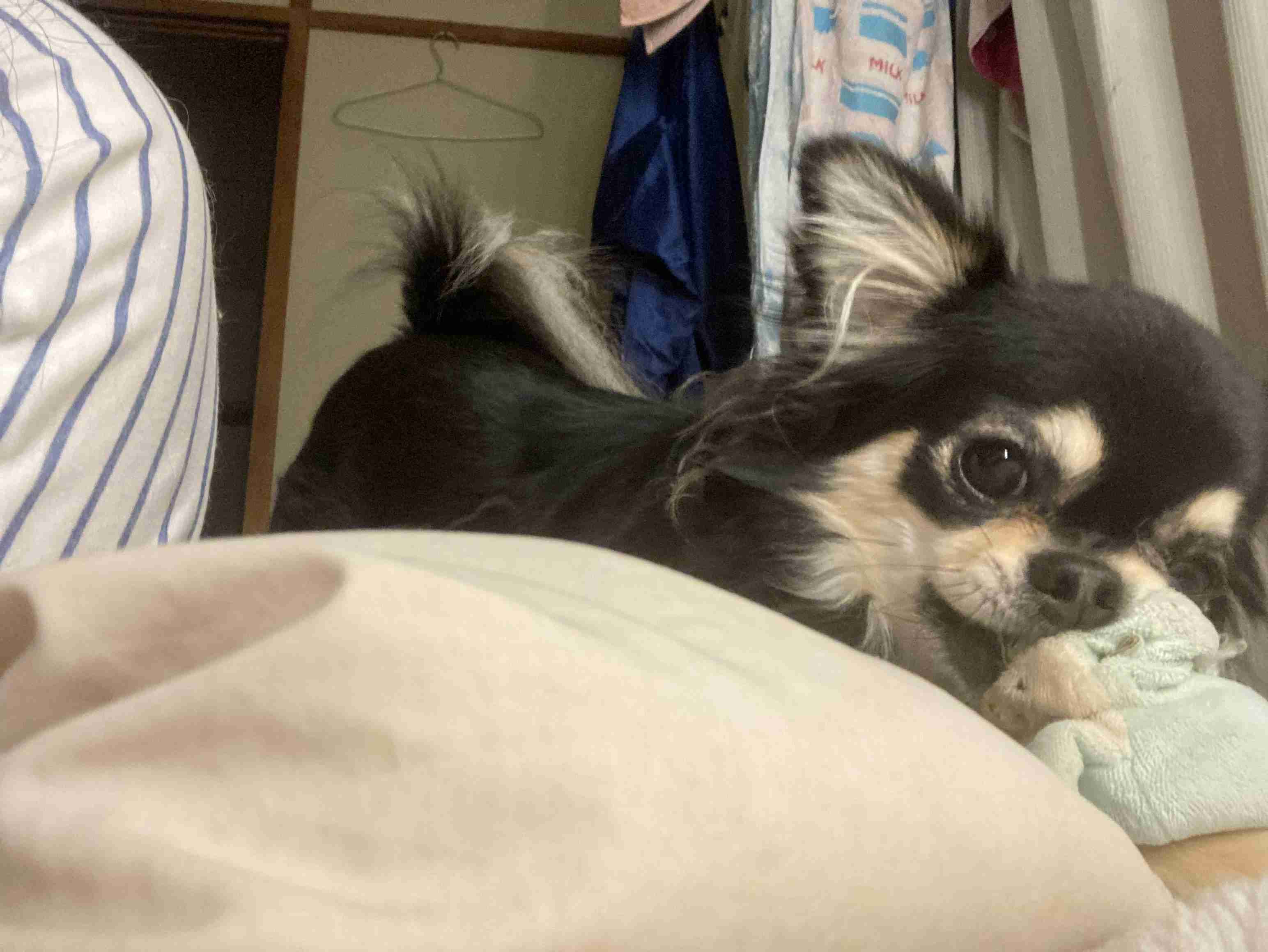 犬の性格と飼っている環境