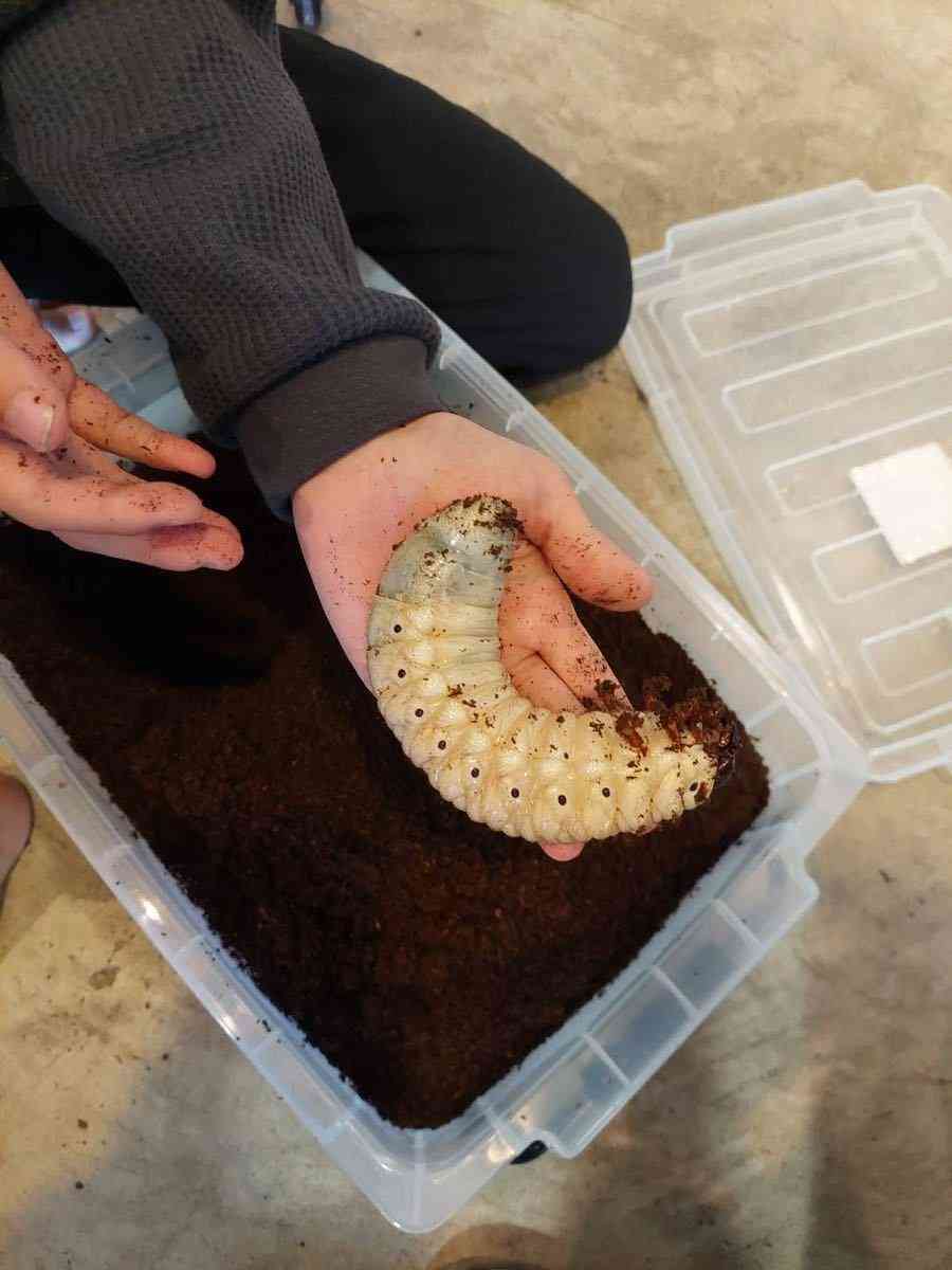 カブトムシ飼ってる人集まれ