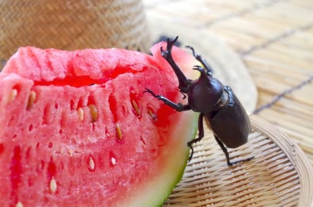 カブトムシ飼ってる人集まれ