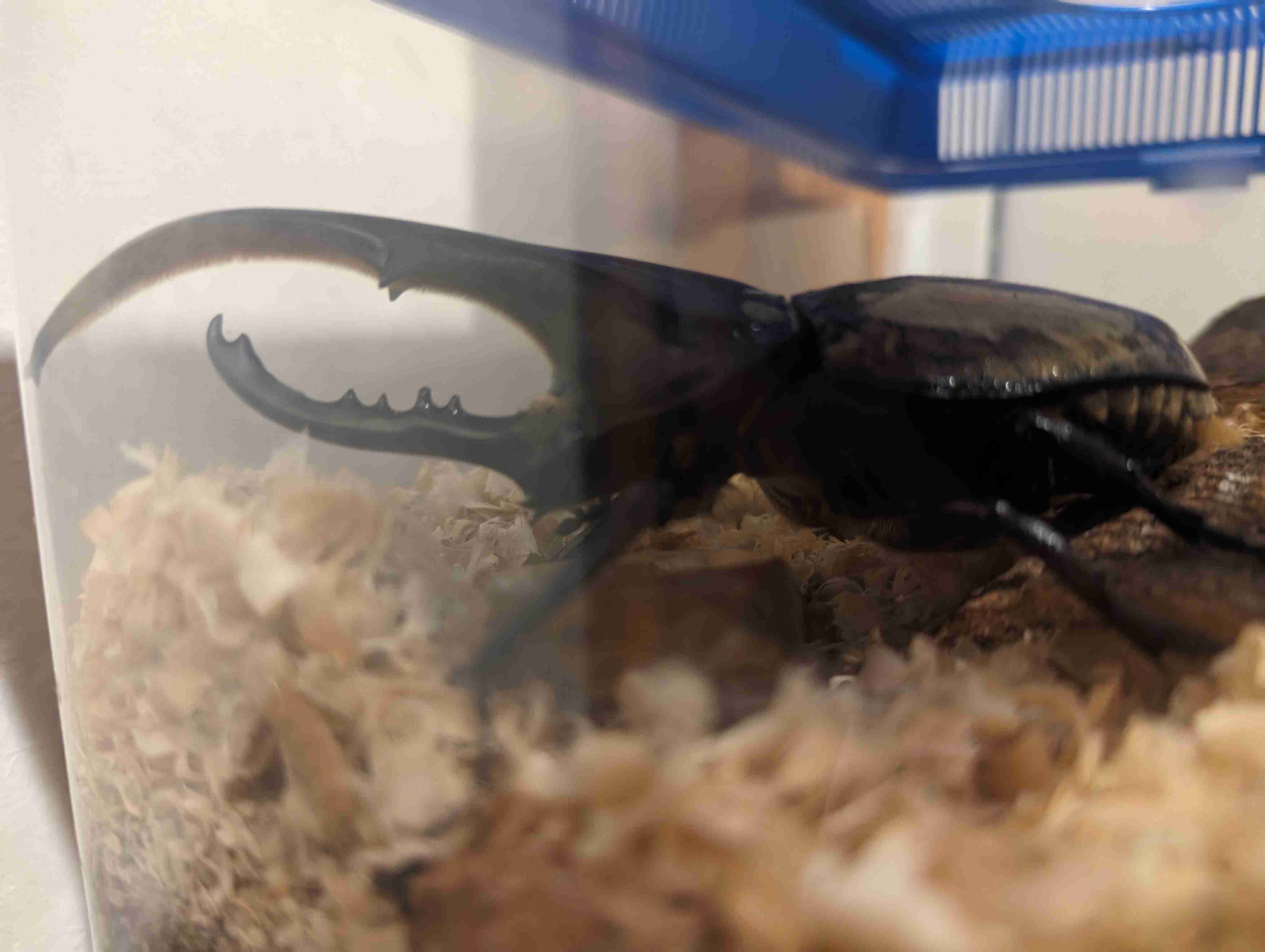 カブトムシ飼ってる人集まれ