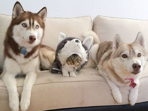 犬猫…両方を飼ってる方❤️
