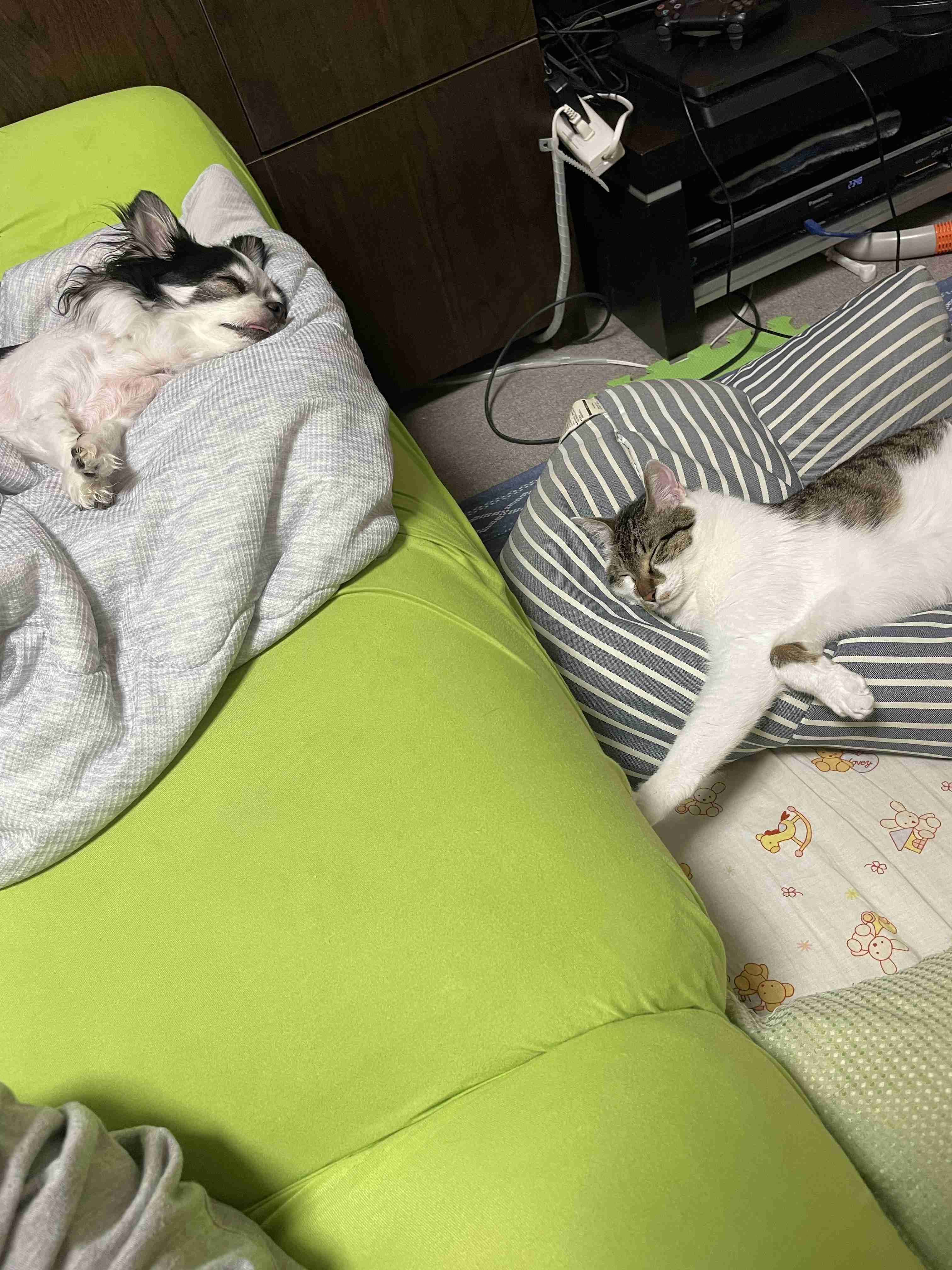 犬猫…両方を飼ってる方❤️