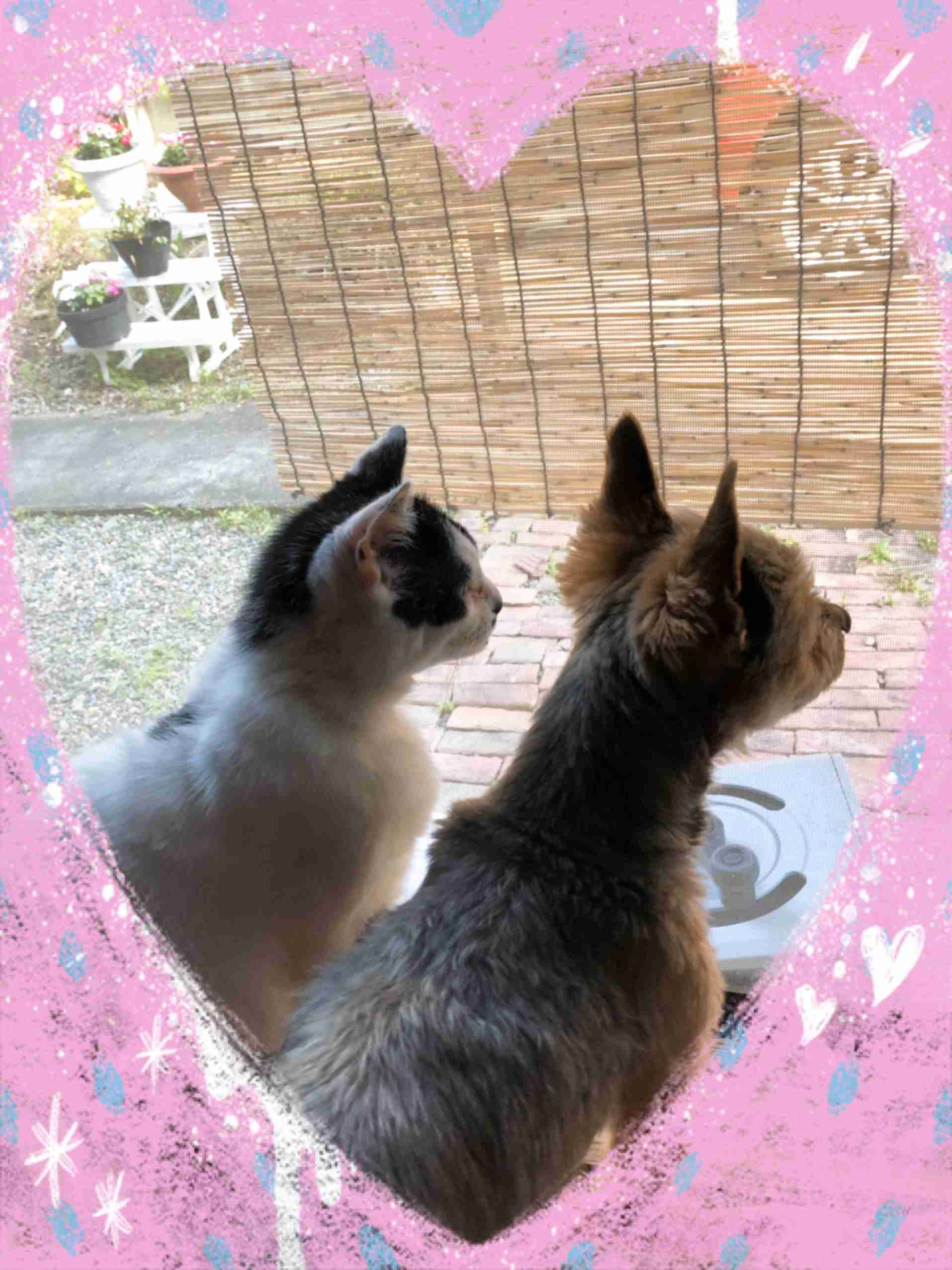 犬猫…両方を飼ってる方❤️
