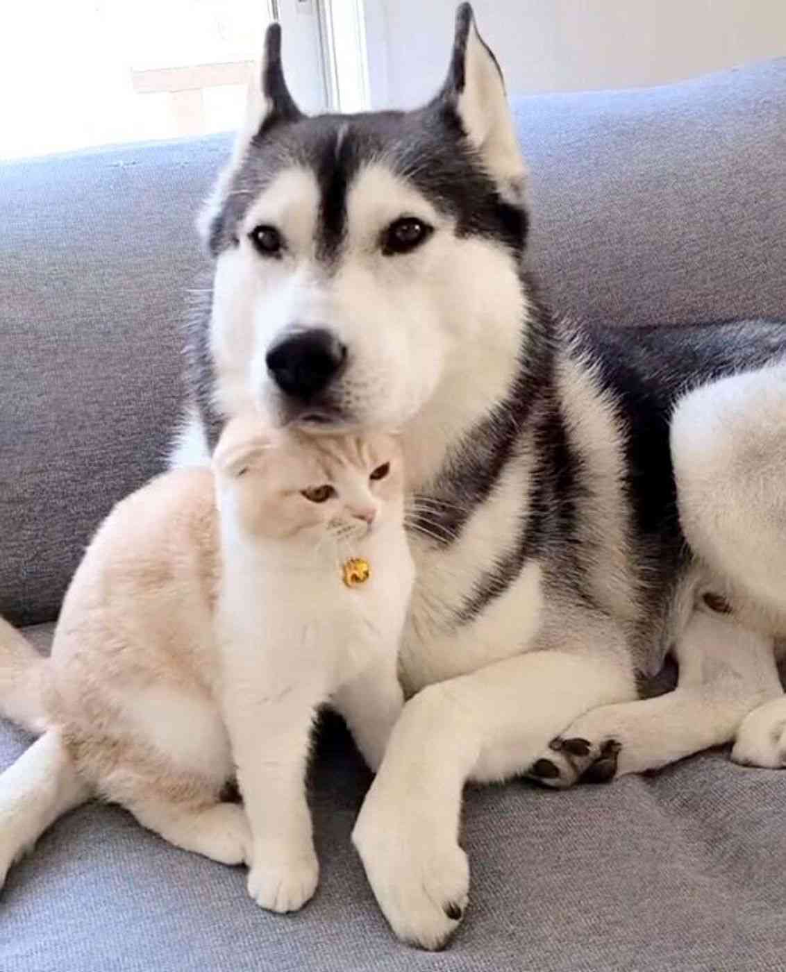 犬猫…両方を飼ってる方❤️