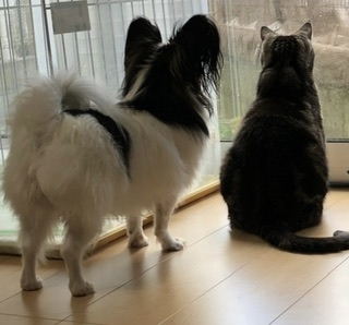 犬猫…両方を飼ってる方❤️
