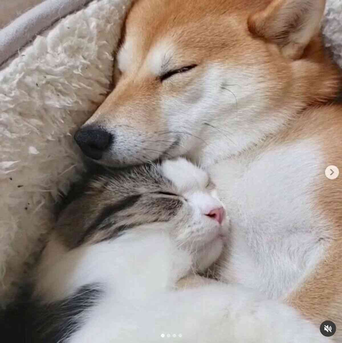 犬猫…両方を飼ってる方❤️