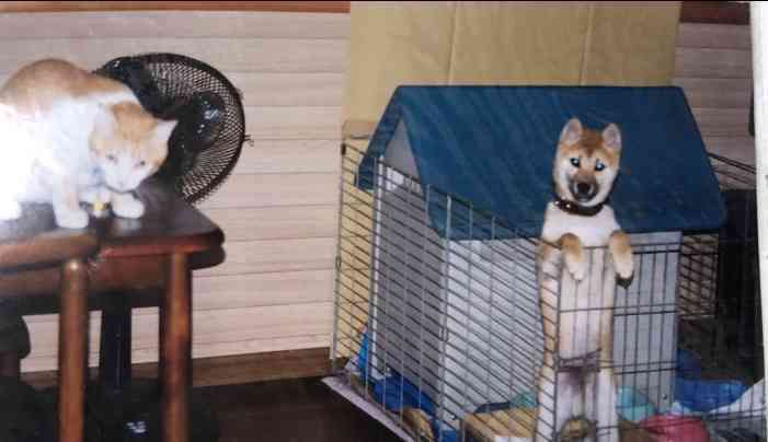 犬猫…両方を飼ってる方❤️