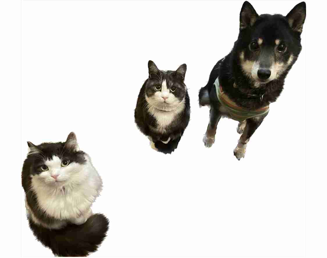犬猫…両方を飼ってる方❤️