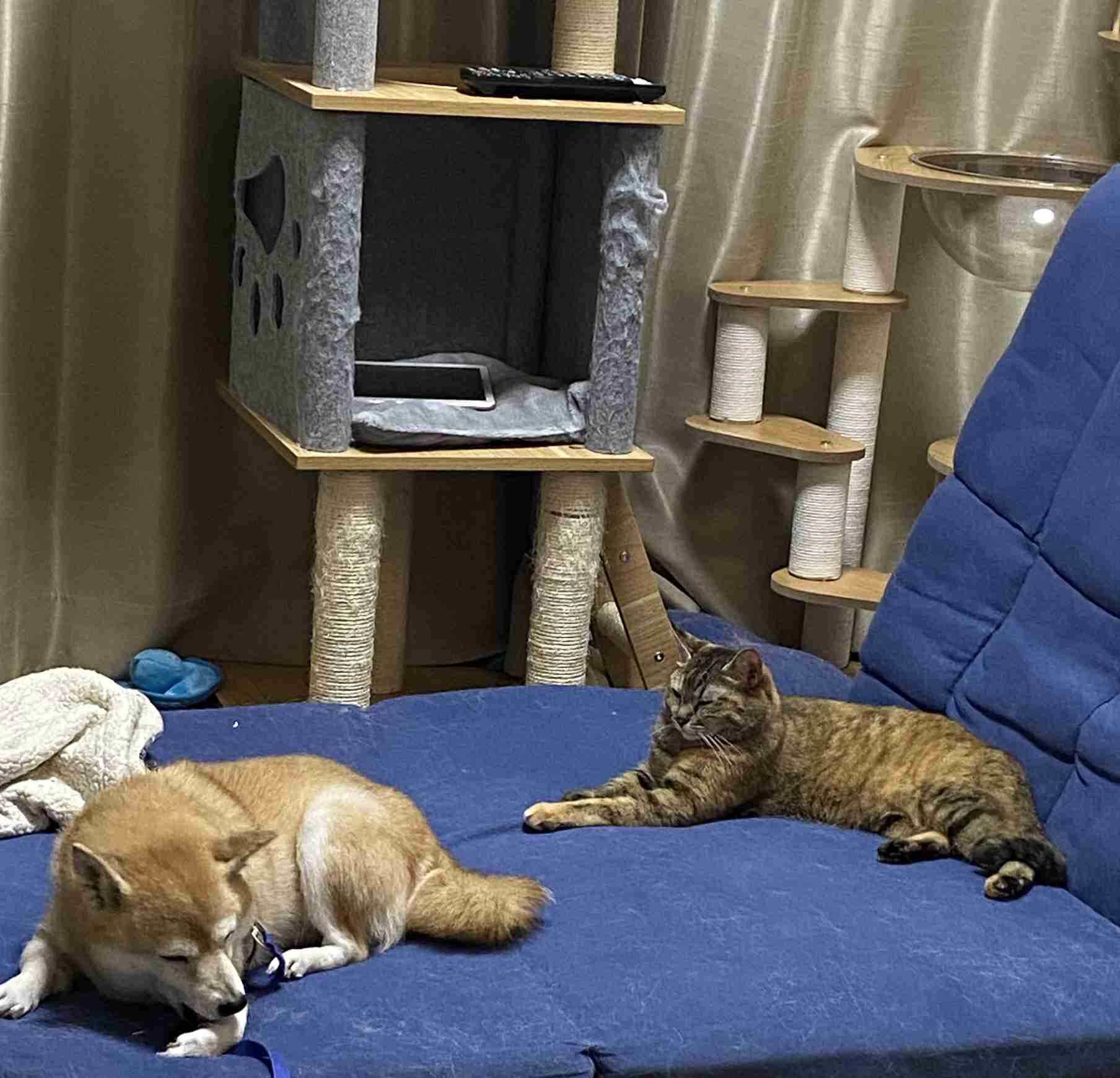 犬猫…両方を飼ってる方❤️