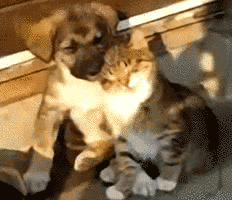 犬猫…両方を飼ってる方❤️
