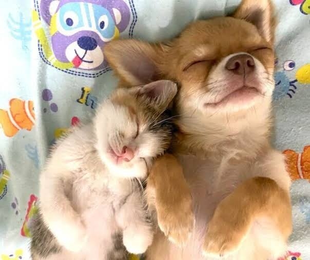 犬猫…両方を飼ってる方❤️