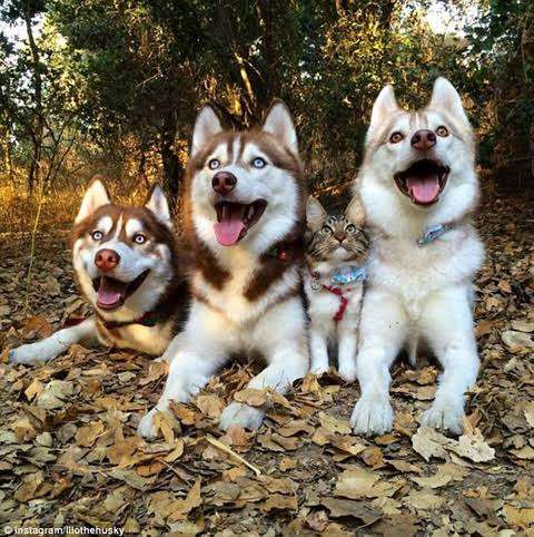 犬猫…両方を飼ってる方❤️