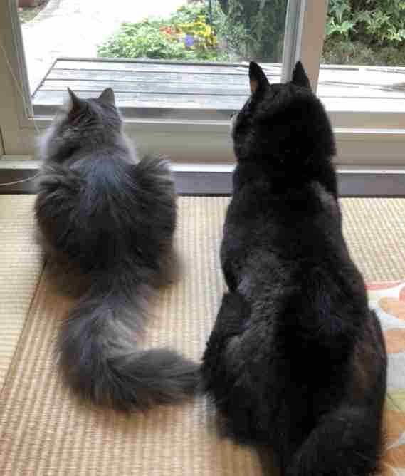 犬猫…両方を飼ってる方❤️