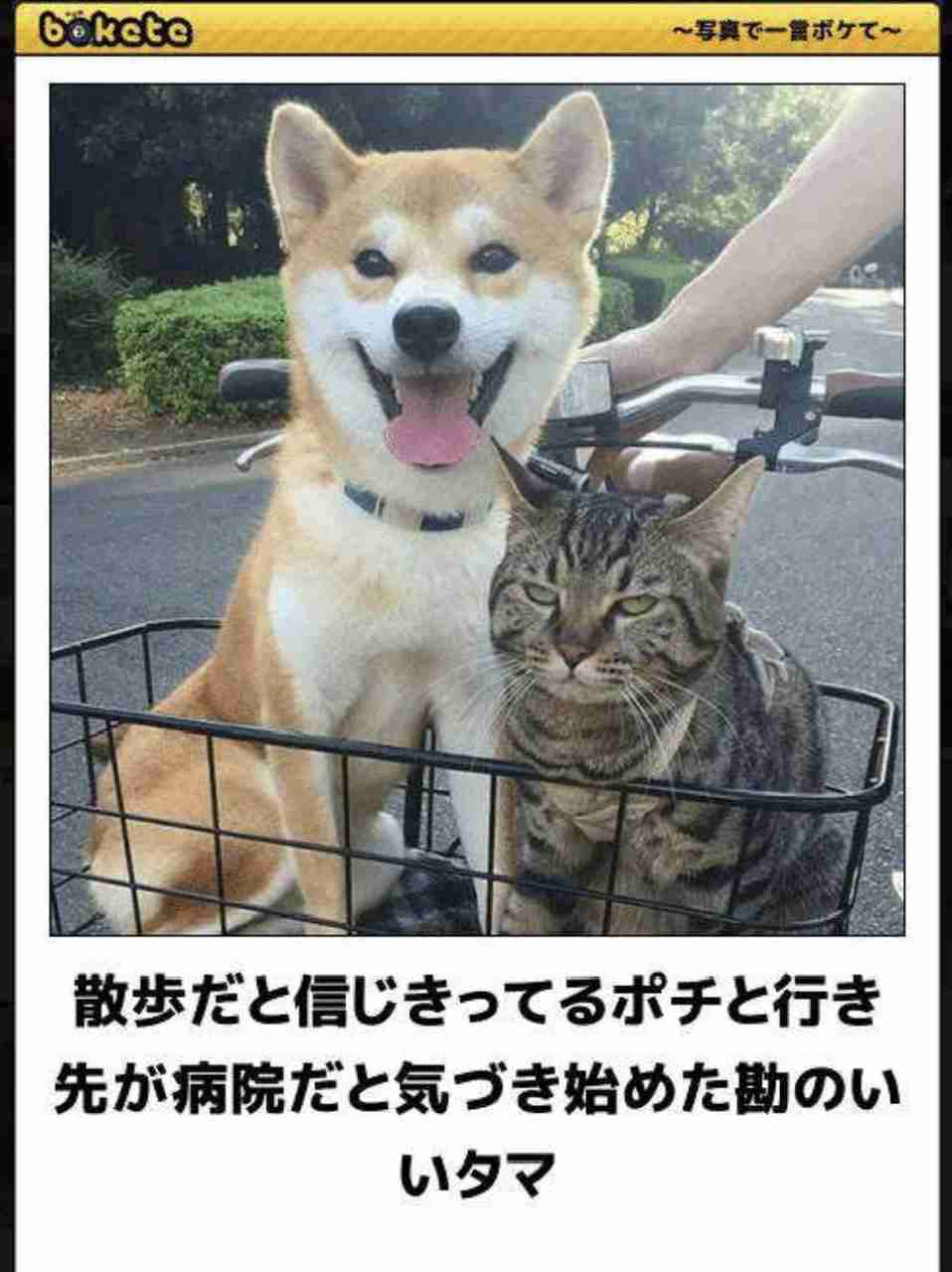 犬猫…両方を飼ってる方❤️