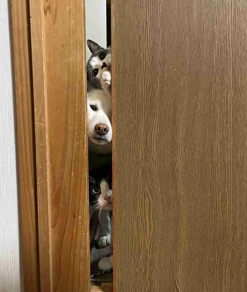犬猫…両方を飼ってる方❤️