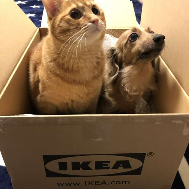犬猫…両方を飼ってる方❤️