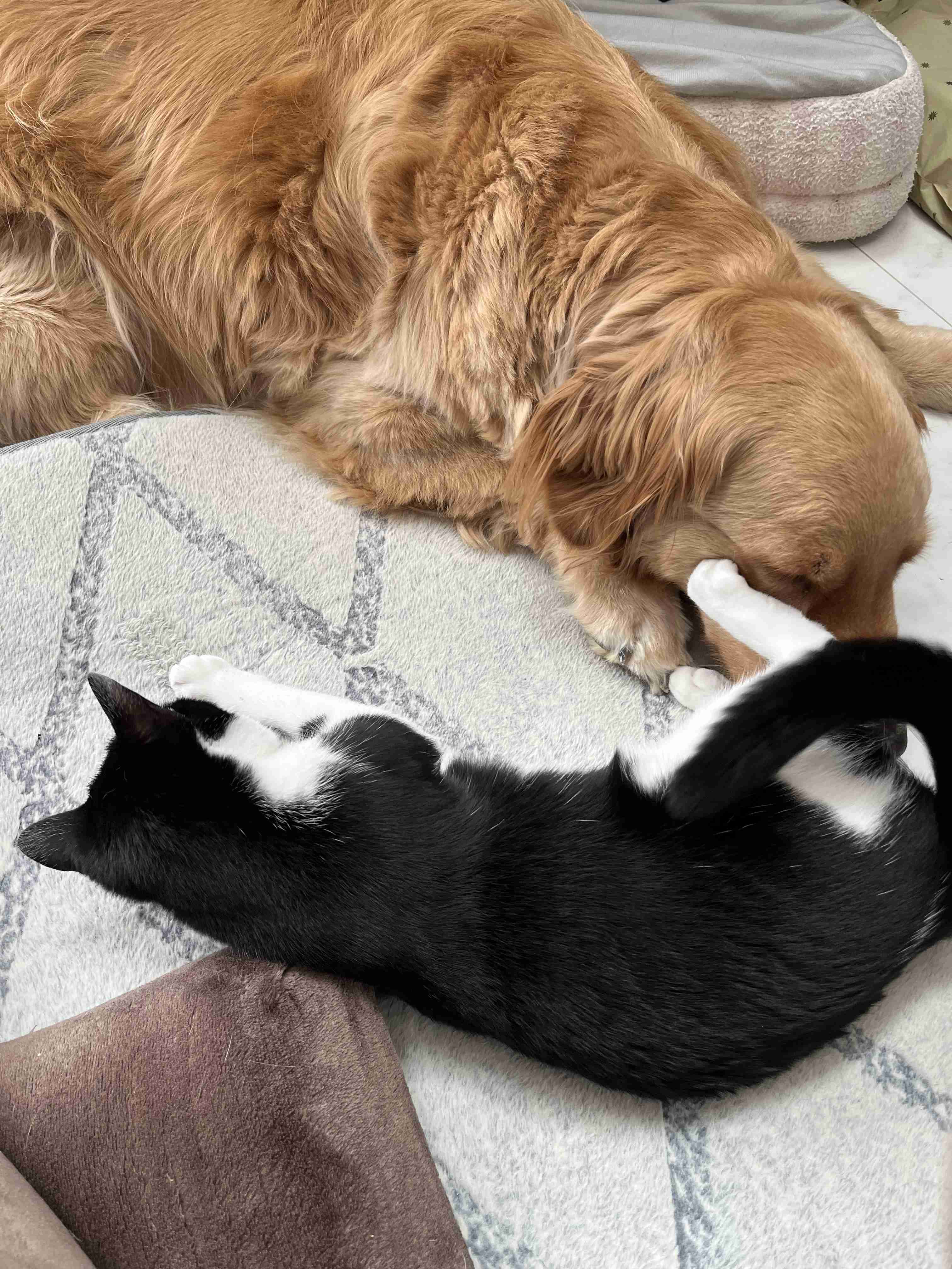 犬猫…両方を飼ってる方❤️
