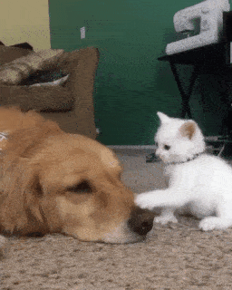 犬猫…両方を飼ってる方❤️