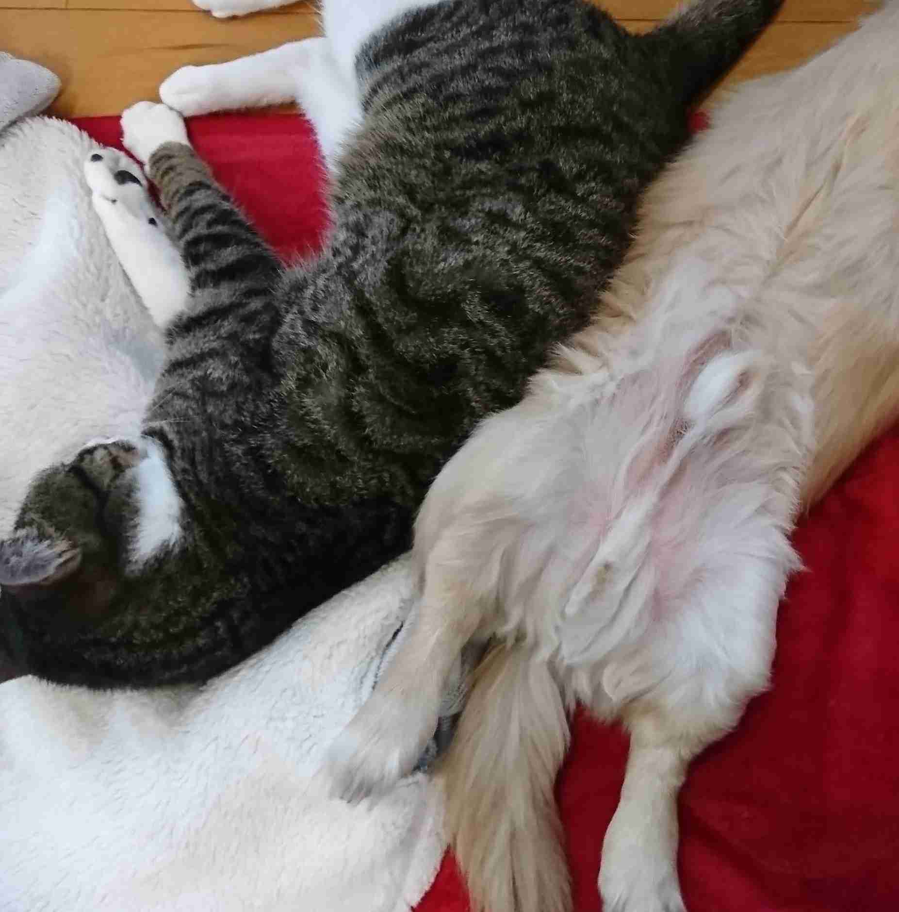 犬猫…両方を飼ってる方❤️
