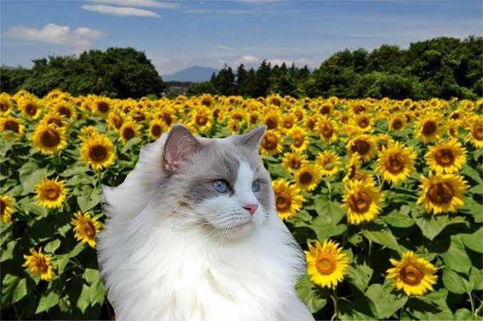 😊みんなと画像で会話したい👍