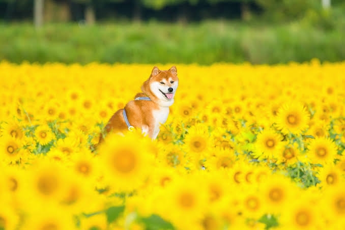 😊みんなと画像で会話したい👍