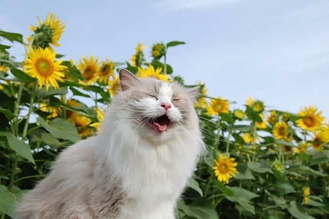 😊みんなと画像で会話したい👍