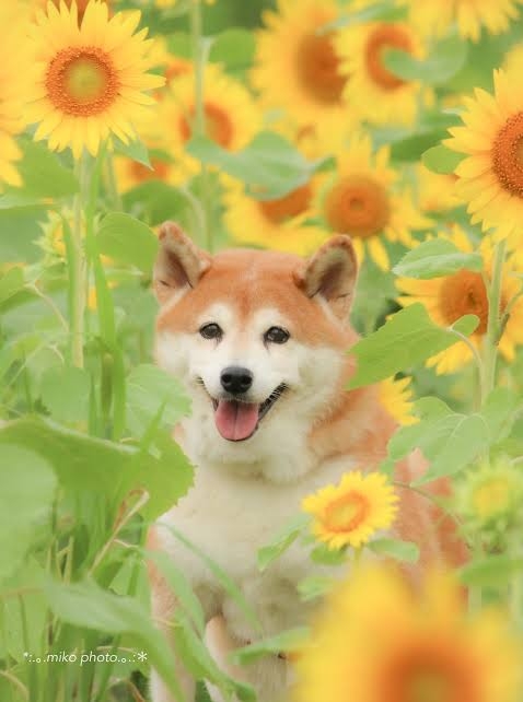 😊みんなと画像で会話したい👍