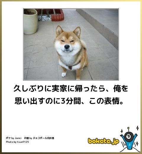 うちのワンコが拗ねるとき