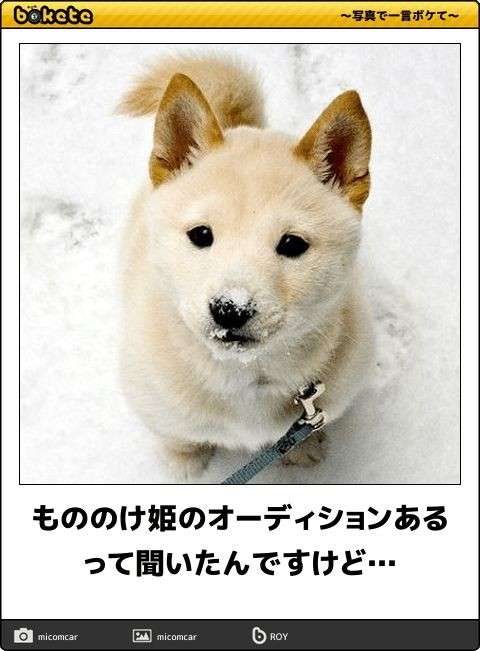 うちのワンコが拗ねるとき