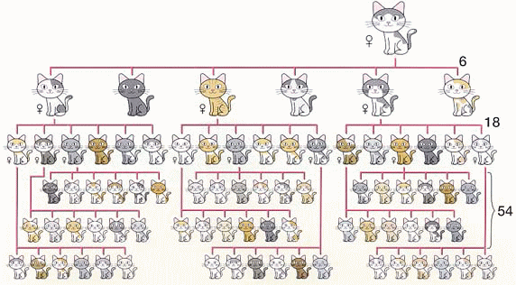 【義両親】野良猫の餌付け【近所迷惑】