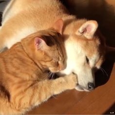 【ペット】消臭対策