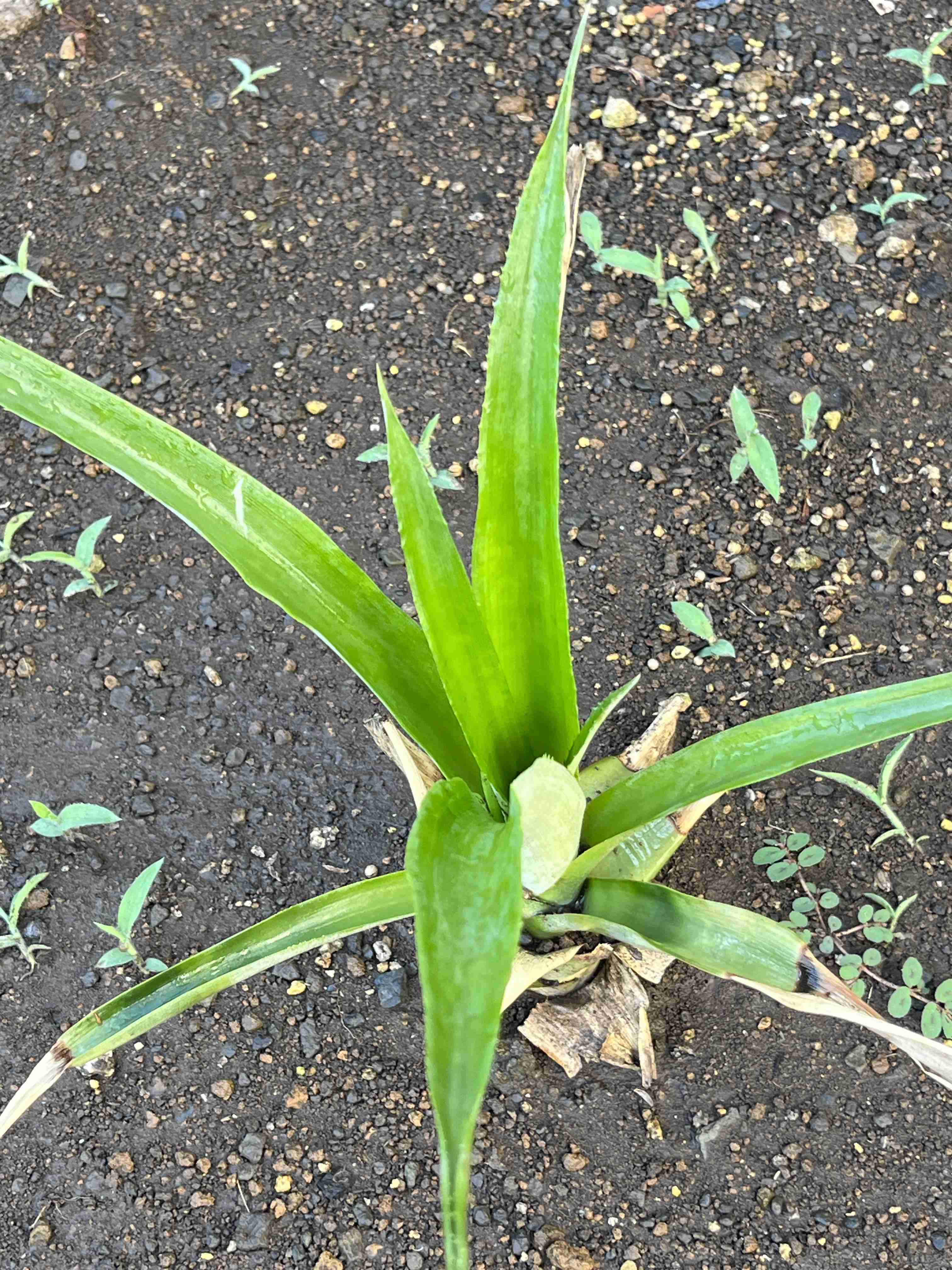 家庭菜園【晩夏〜秋】