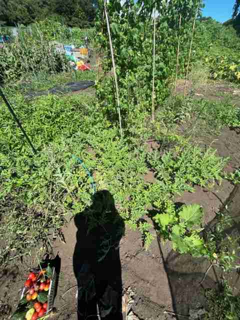 家庭菜園【晩夏〜秋】