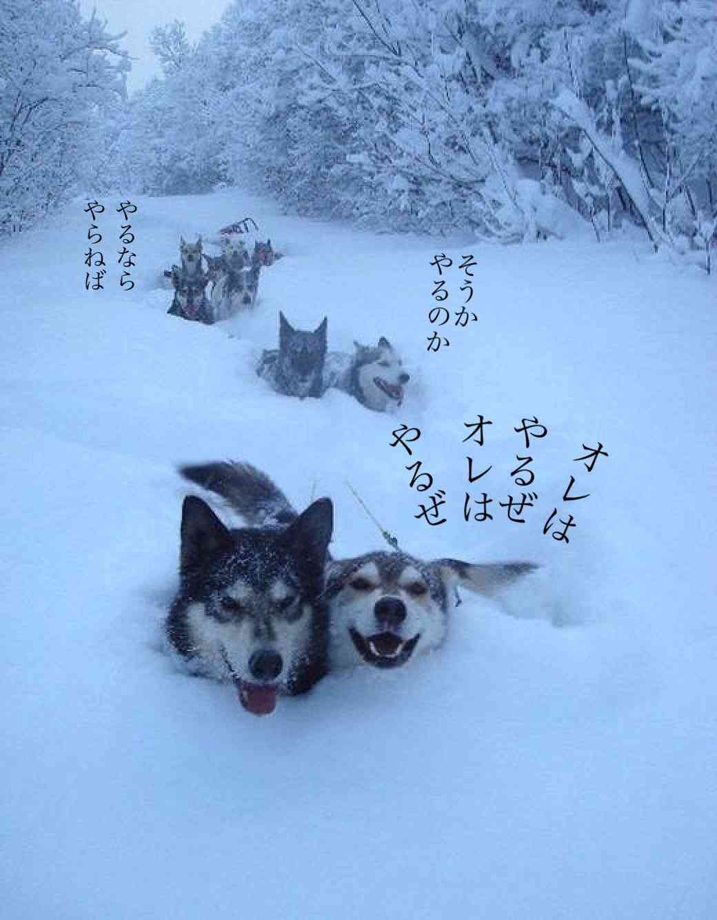 この漫画家さんが描く動物が好き
