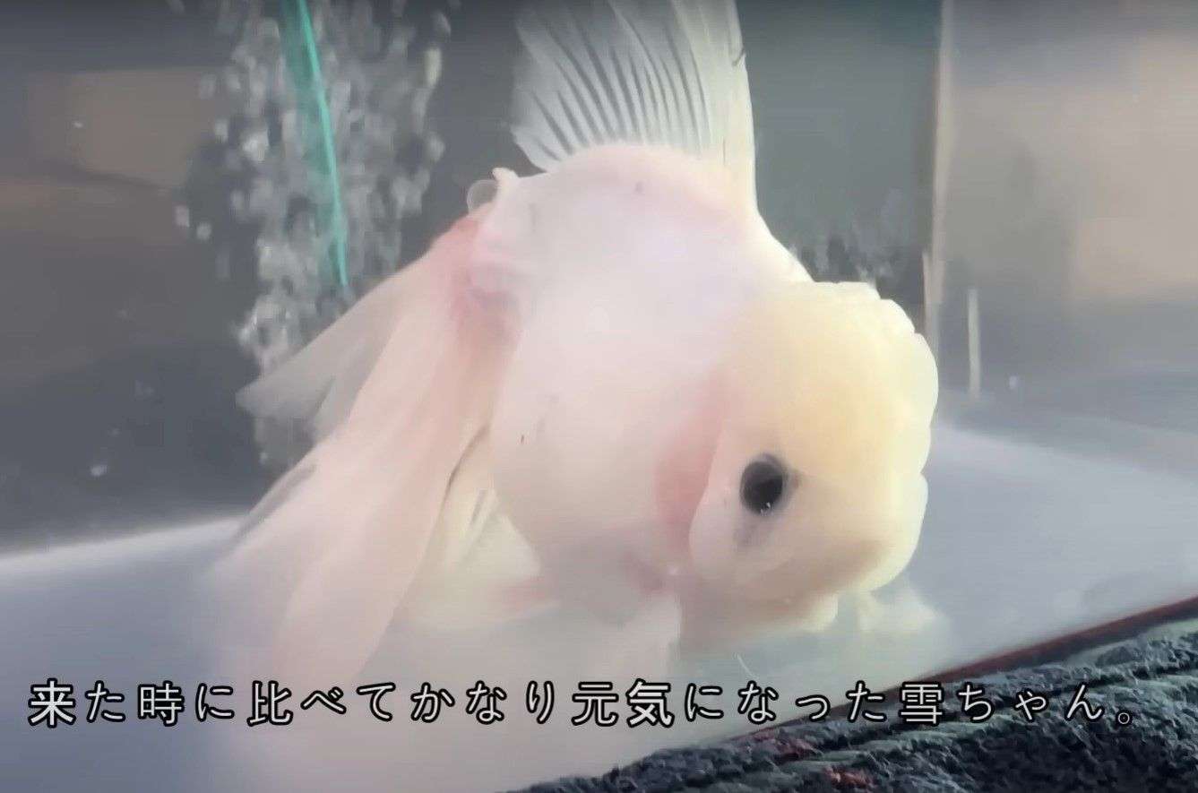 ガチ勢も初心者も、金魚を語ろう!